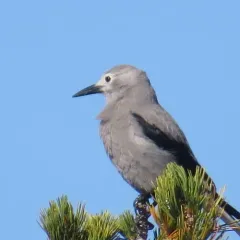 Clark's Nutcracker thumbnail 4