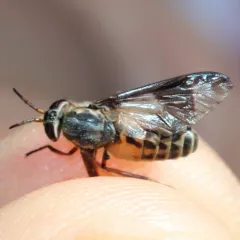 Mountain Deer Fly thumbnail 1