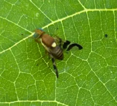Walnut Husk Fly thumbnail 3