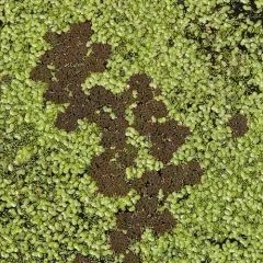 eastern mosquito fern thumbnail 4