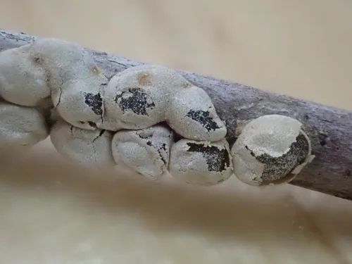 Polyschismium aggregatum