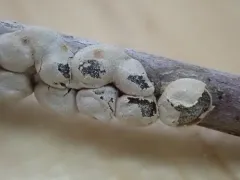 Polyschismium aggregatum thumbnail 1