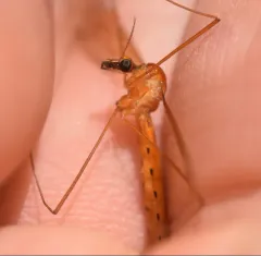 Nephrotoma cingulata thumbnail 4