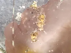 Olive's Sapsucker thumbnail 4