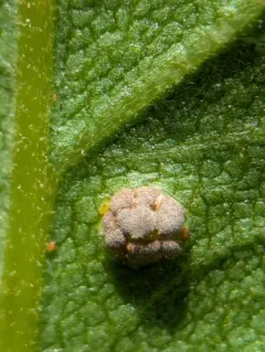 Silphium rust thumbnail 3
