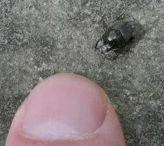 Lined Dung Beetle thumbnail 4