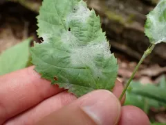Erysiphe ostryae thumbnail 4