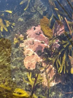 Clathromorphum circumscriptum thumbnail 3