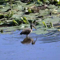 White Ibis thumbnail 4
