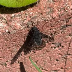Spotted Bee Fly thumbnail 4