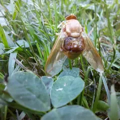 Golden-haired Horse Fly thumbnail 3