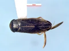 Sigara bicoloripennis thumbnail 2