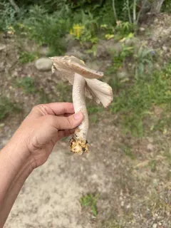 Fragile Amanita thumbnail 2