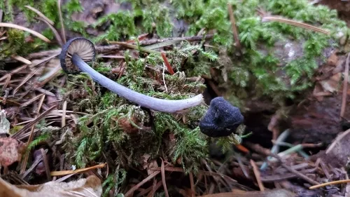 Entoloma decolorans