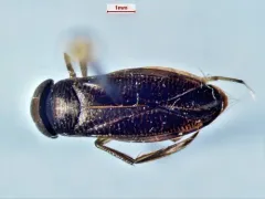 Sigara decoratella thumbnail 2