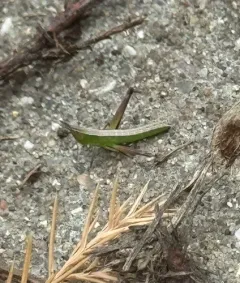 Admirable Grasshopper thumbnail 4