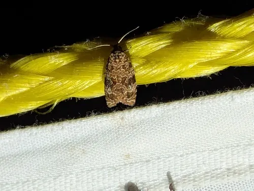 Labyrinth Moth