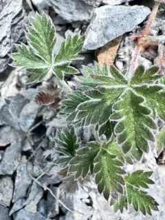 Rocky Mountain Cinquefoil thumbnail 1