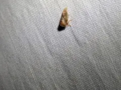 Cyrtolobus togatus thumbnail 1