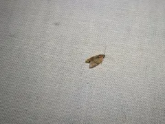 Clepsis listerana thumbnail 2