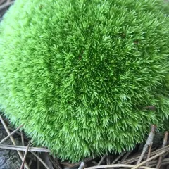Pincushion Moss thumbnail 2