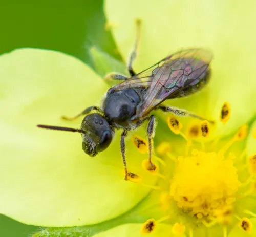 Rugose-chested Sweat Bee