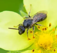 Rugose-chested Sweat Bee thumbnail 1