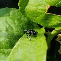 Spotted Lanternfly thumbnail 4