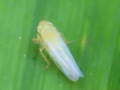 Elymana sulphurella thumbnail 2