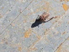 Anoscopus flavostriatus thumbnail 3