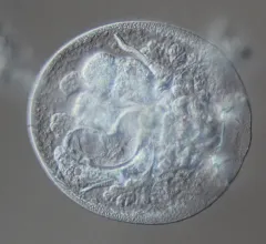 Testudinella patina thumbnail 2