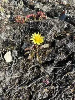 Northern Dandelion thumbnail 3