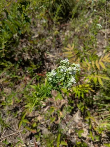 Whorled Mountain Mint