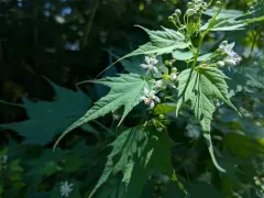 Virginia Mallow thumbnail 1