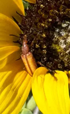 Brown-bordered Sunflower Blister Beetle thumbnail 1