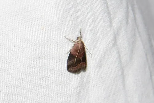 Acrobasis caryalbella