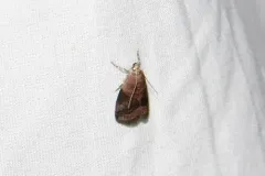 Acrobasis caryalbella thumbnail 1