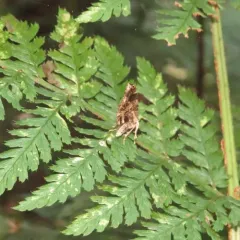 Guenée's Carpet Moth thumbnail 3