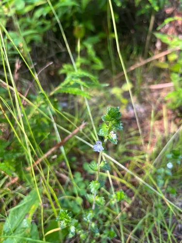 Eyebright