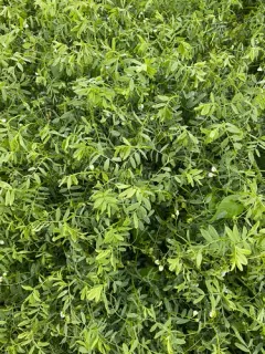 lentil thumbnail 3