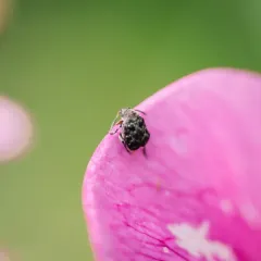 Bruchus affinis thumbnail 4