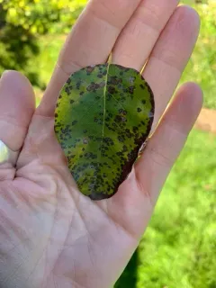 Quince thumbnail 2