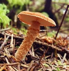 cinnabar powdercap thumbnail 2