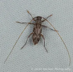 Lepturges symmetricus thumbnail 2