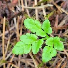 leathery grapefern thumbnail 4