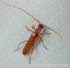 Branch Pruner Beetle thumbnail 4