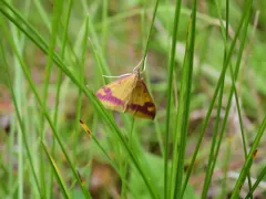Pyrausta scurralis thumbnail 4