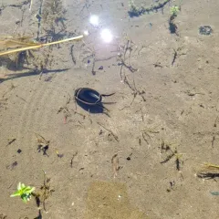 Harris's Diving Beetle thumbnail 4