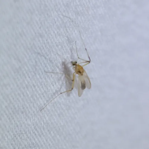 Microtendipes pedellus