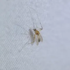 Microtendipes pedellus thumbnail 1